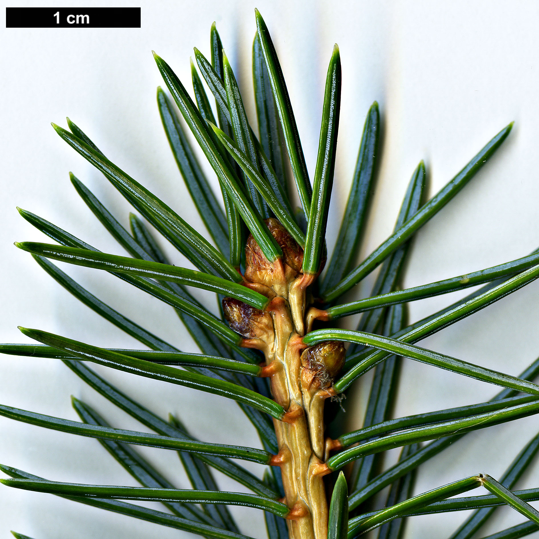 High resolution image: Family: Pinaceae - Genus: Picea - Taxon: ×moseri (P.jezoensis × P.mariana)